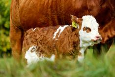 calf