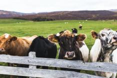 happy cows